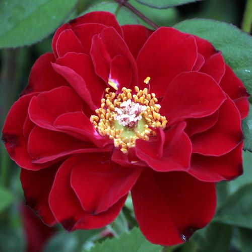 Vendita, rose miniatura, lillipuziane - rosso - Rosa Fekete István - rosa dal profumo discreto - Márk Gergely - Ideale per decorare bordi, balconi, terrazze.  Fiorisce a grappolo.